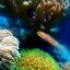 Korálový útes - Vyberte velikost vůně nebo doplnění: 100 ml doplnění