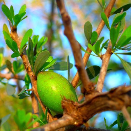 Argan do bytu