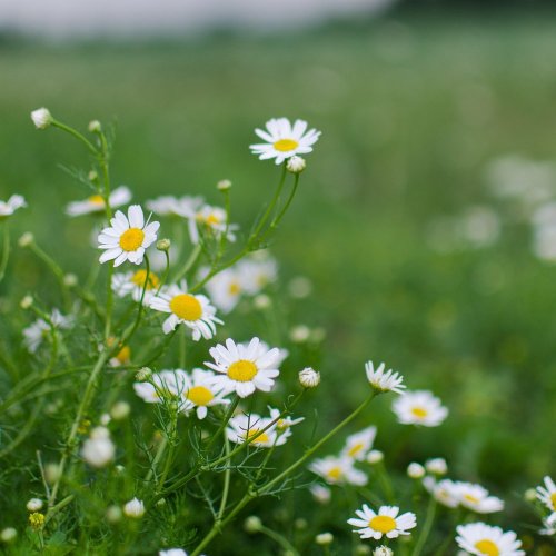 Heřmánek do bytu