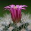 Čaj a kaktusový květ - Vyberte velikost vůně nebo doplnění: 50 ml